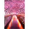 Cherry Blossoms - 4 Pack