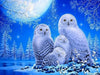 Owl Family