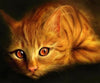 Cute Kittens 5D Diamond Painting Kit