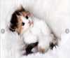 Cute Kittens 5D Diamond Painting Kit