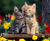 Cute Kittens 5D Diamond Painting Kit