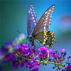 Colorful Butterflies Collection 5D Diamond Painting Kit