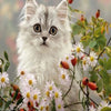 Kitten With Daisies 5D Diamond Painting Kit