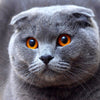 Grey Scottish Fold 5D Diamond Painting Kit