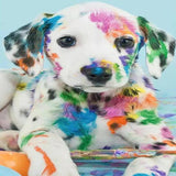 Color Spot Puppy 5D Diamond Painting Kit