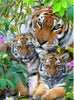 Big Cat Collection 5D Diamond Painting Kit