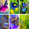 Meadow Butterflies 5D Diamond Painting Kit