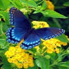 Meadow Butterflies 5D Diamond Painting Kit