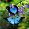 Meadow Butterflies 5D Diamond Painting Kit