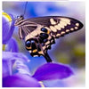 Meadow Butterflies 5D Diamond Painting Kit