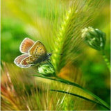 Meadow Butterflies 5D Diamond Painting Kit