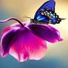 Meadow Butterflies 5D Diamond Painting Kit