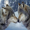 Wolf Couple 5D Diamond Painting Kit