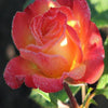 Bright Rose 5D Diamond Painting Kit