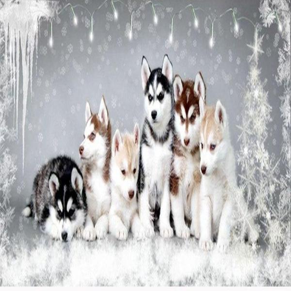 Husky Puppies 5D Diamond Painting Kit