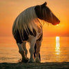 Sunset Horse 5D Diamond Painting Kit