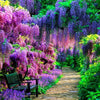 Wisteria Flower Garden 5D Diamond Painting Kit