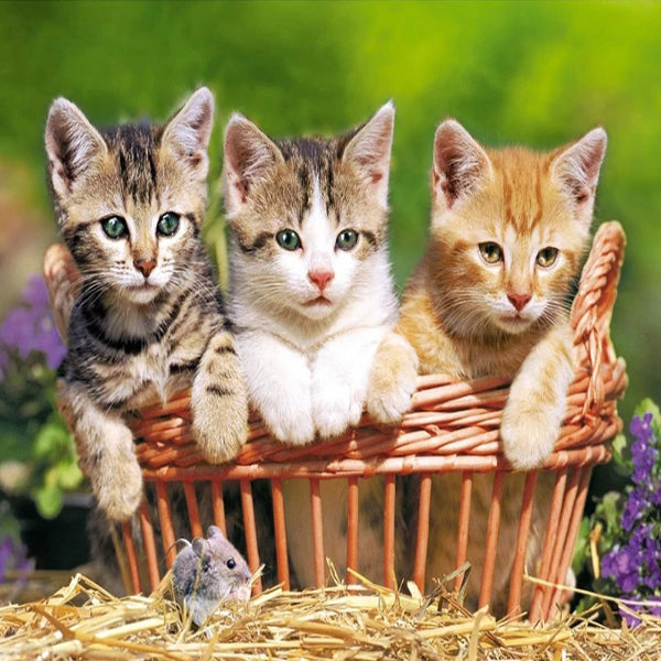 Country Kittens 5D Diamond Painting Kit with Free Shipping
