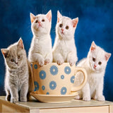 Cup Of Kittens 5D Diamond Painting Kit