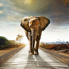 Elephant Highway 5D Diamond Painting Kit