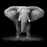 Elephant Monochrome