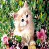 Creamy Kitten 5D Diamond Painting Kit