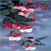 Hummingbird Visiting Fuchsia 5D Diamond Painting Kit