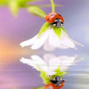 Little Ladybug 5D Diamond Painting Kit